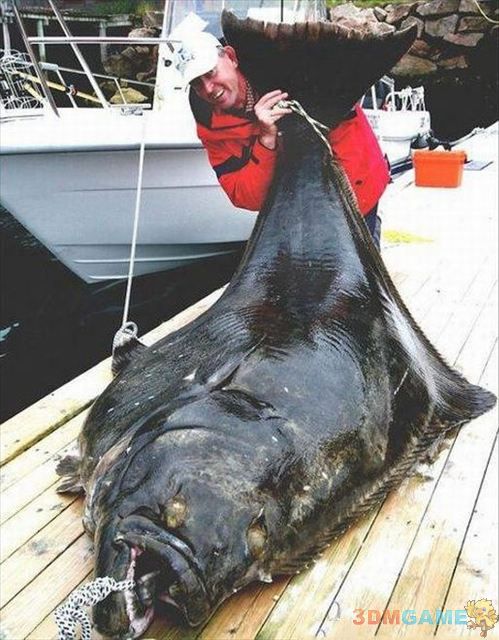 哈德的钓鱼爱好者在挪威北部海域钓起了一条重达241磅的大西洋比目鱼