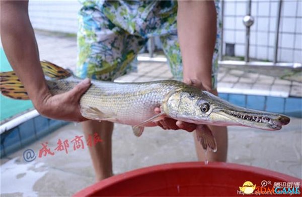 四川惊现食肉怪鱼:嘴似鳄鱼!满口利牙异常凶猛