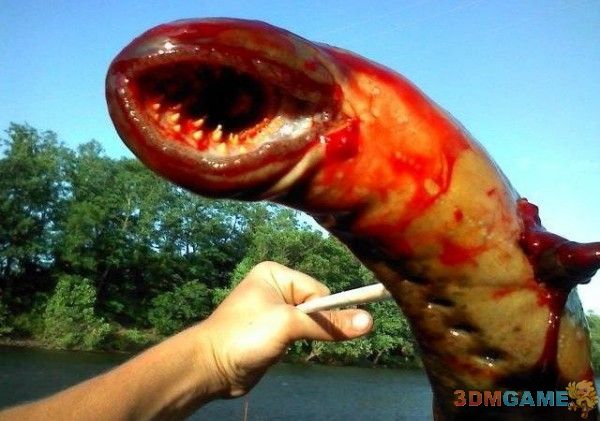七鳃鳗的恐怖电影图片