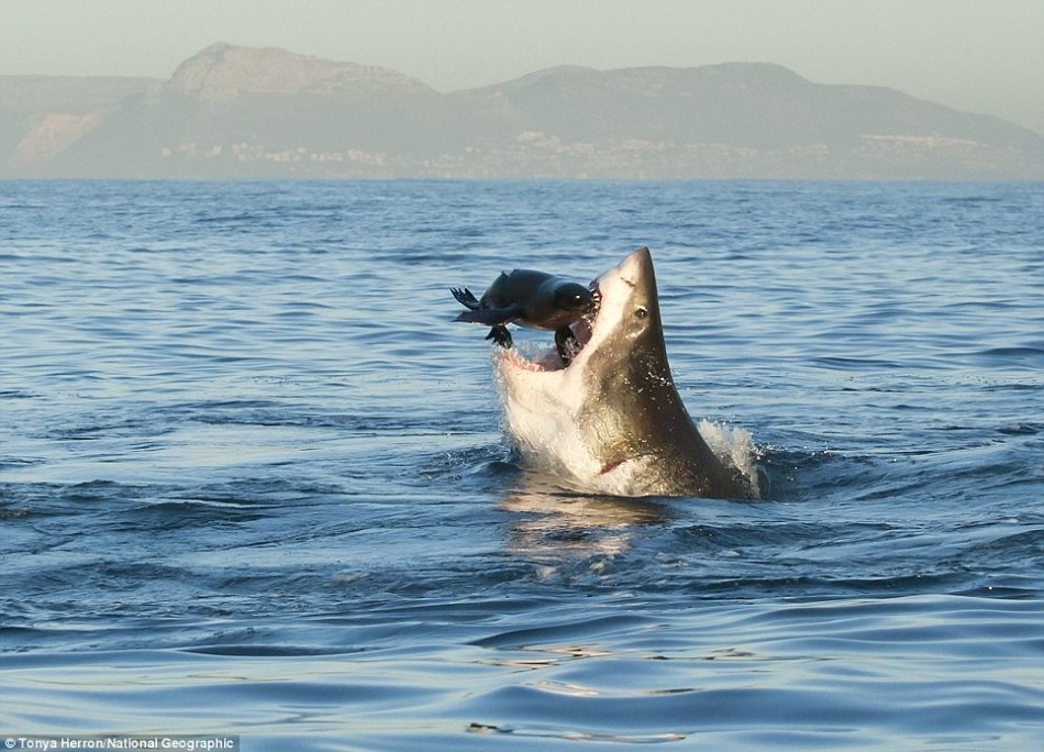 豹海豹vs大白鲨图片