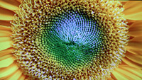 E7