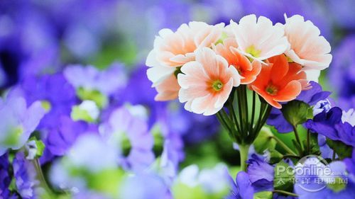 优派VX2206smh 优派VX2206smh