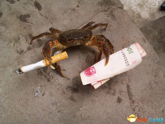 зϴ