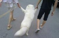 街上看到一对情侣遛狗