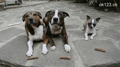 太精明了,还眨巴两下眼睛