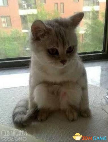 喵星人居然也会蹲