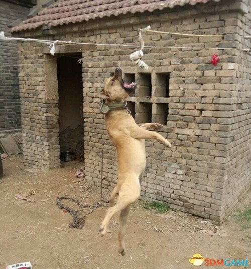 Ҫø