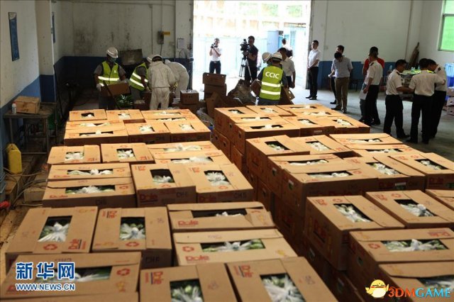 深圳销毁61吨菲律宾香蕉 含有害生物新菠萝灰粉蚧