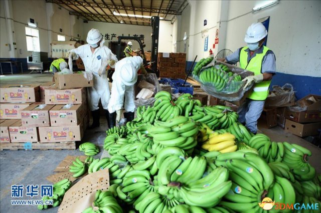 深圳销毁61吨菲律宾香蕉 含有害生物新菠萝灰粉蚧