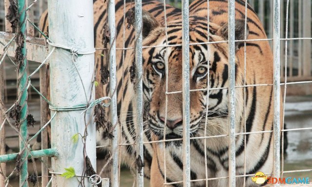 图为老挝金三角地区，一只准备被屠宰的老虎。