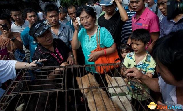 千条被救“玉林狗”现状：每天都会死 只剩400只