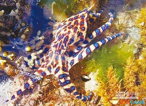 中国澎湖海域现剧毒蓝环章鱼：是眼镜蛇毒性50倍