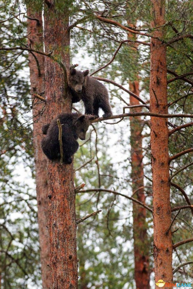 高清组图：芬兰淘气熊宝宝们上树“气坏”熊妈妈