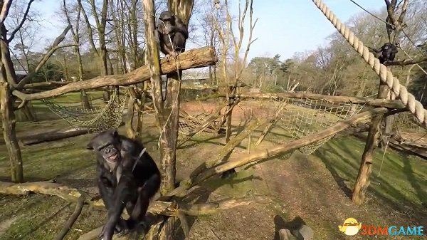 “偷拍”要当心：公园里的黑猩猩一棍子捅下无人机