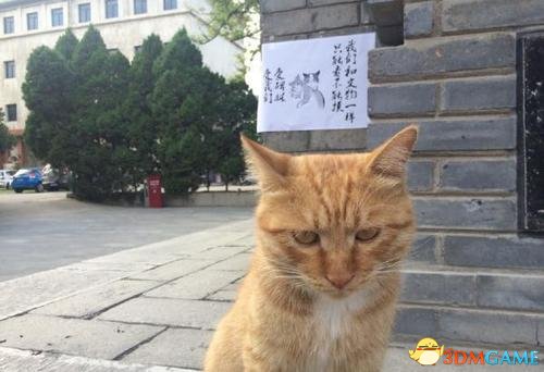 西安博物馆网红猫将被驱逐