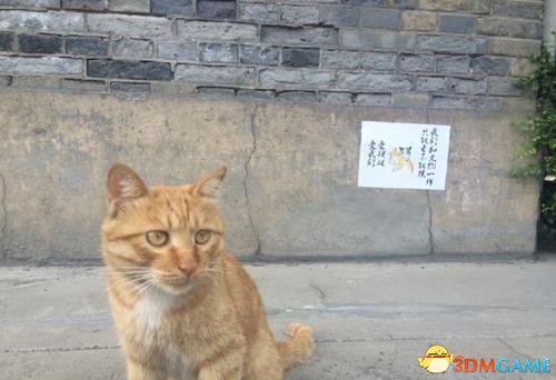 西安博物馆网红猫将被驱逐