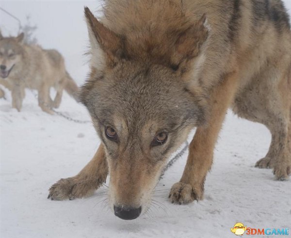 老人狂养150匹野狼引网友围观：伙食费一年百万