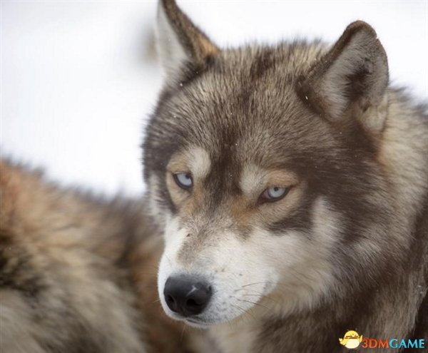 老人狂养150匹野狼引网友围观：伙食费一年百万