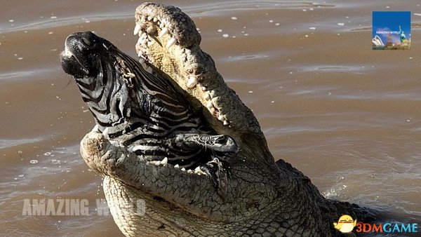 鳄鱼捕食斑马血腥一幕：一口吞下整颗头