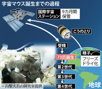 历经9个月太空100倍辐射洗礼 首窝宇宙老鼠日本出世！