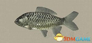 尼尔机械纪元鱼类图鉴大全 尼尔鱼类分布位置一览