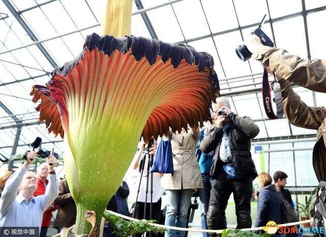 德国植物园“尸香魔芋”开花引围观
