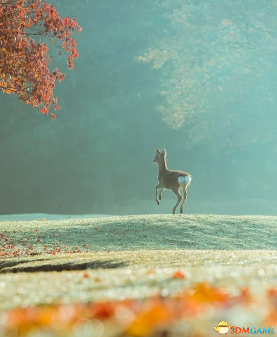 日本摄影师拍到“飘浮”小鹿 P图大师当然要出手了