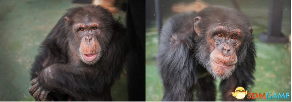研究支现：乌猩猩竟喜好吃年沉猴脑