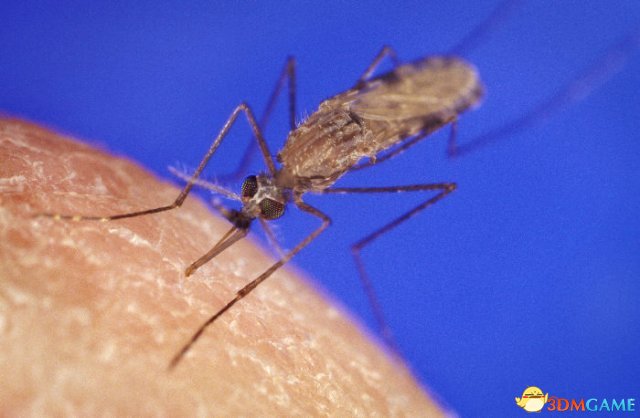 疟疾感染创造了一种“人体香味”让蚊虫更爱你