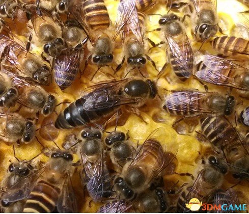 联合国设立520世界蜜蜂日：呼吁全球保护蜜蜂