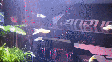 台北电脑展技嘉秀出有1样弄法 隐卡扔鱼缸一般运止
