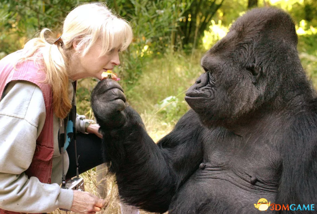 掌握手语的大猩猩科科去世 终年46岁