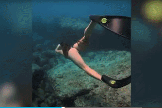夏威夷章鱼紧抱美女潜水员大腿 这触手太不正经了
