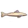 《金墾小鎮(zhèn)》全魚(yú)類圖鑒