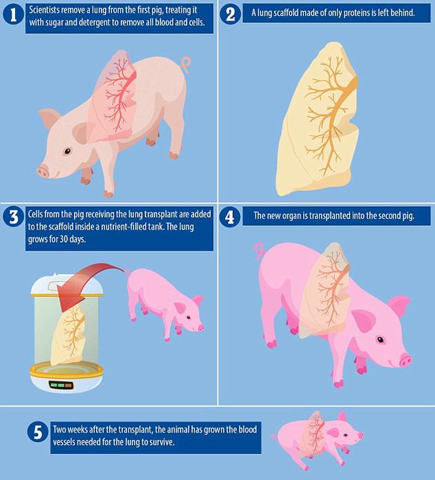猪的器平器平易近能拯救宿疾患者?科教家已研究出测试圆法