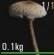 《人渣》如何区分毒蘑菇 毒蘑菇与普通蘑菇区分技巧介绍