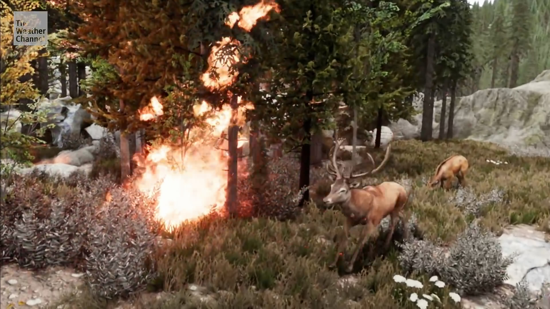 美国天气预报又带来3D立体新作 模拟森林大火身历其境
