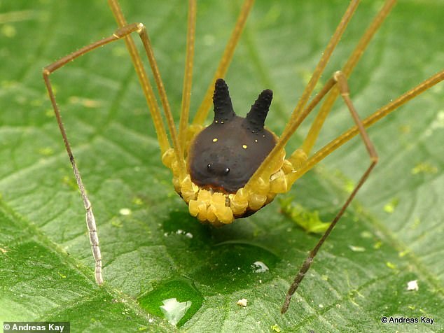 这明明是一只蜘蛛，为什么会长着一颗“黑色狗头”？