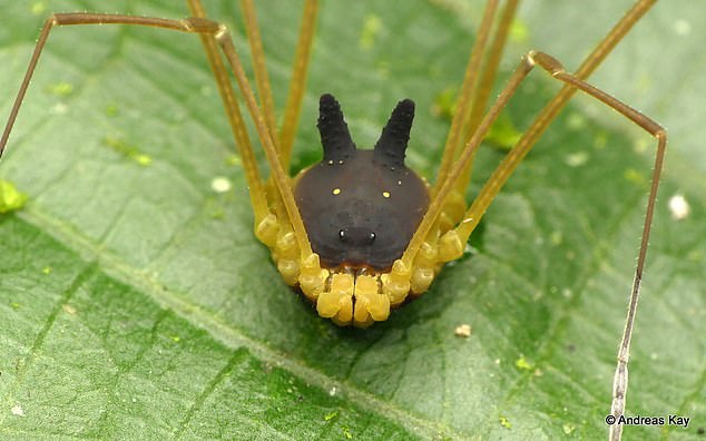 这明明是一只蜘蛛，为什么会长着一颗“黑色狗头”？