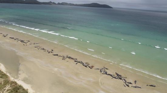 新西兰放浅的鲸鱼：为什么那么多鲸鱼会放浅