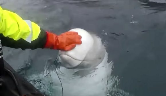 《白警2》海豚乌贼很笨？俄罗斯正正在练习军用乌鲸了