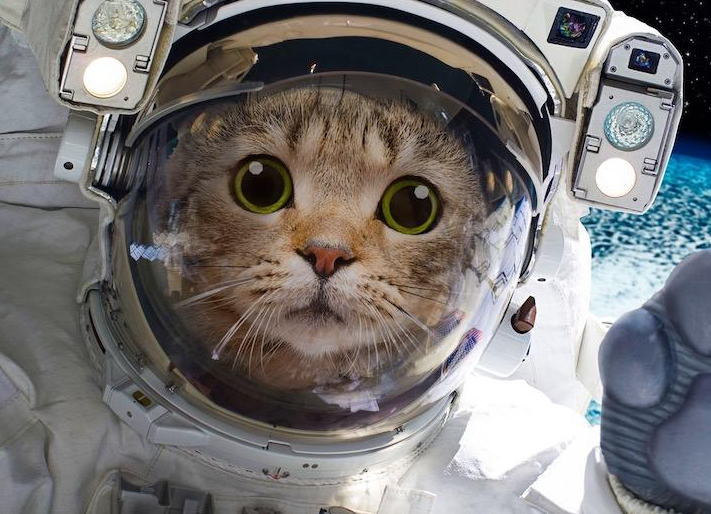 世界尾例猫咪太空葬礼止将成止！猫咪名叫皮卡丘