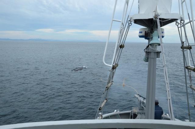 日本今天正式退出国际捕鲸委员会 恢复商业捕鲸