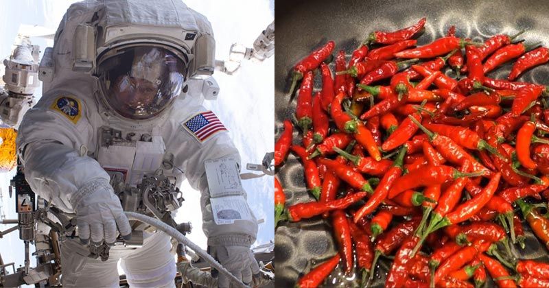 为上岸水星做准备 NASA实验正在国际空间站种辣椒