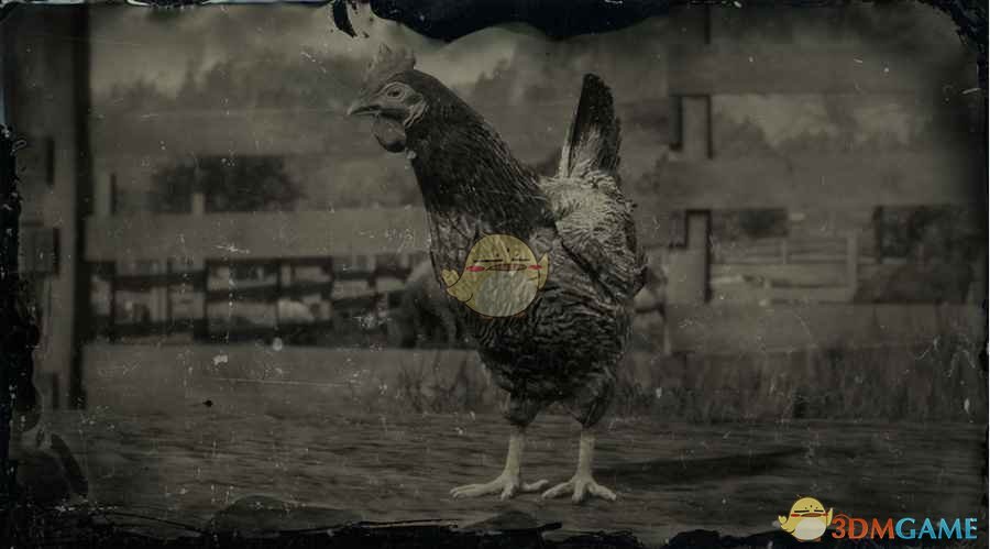 《荒野大镖客2》爪哇鸡图鉴一览