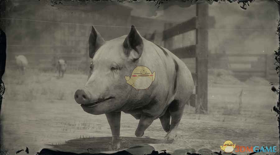 《荒野大镖客2》斑点猪图鉴一览