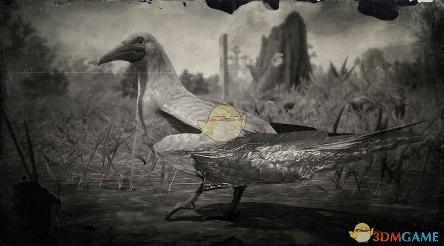 《荒野大镖客2》红脚鲣鸟图鉴一览