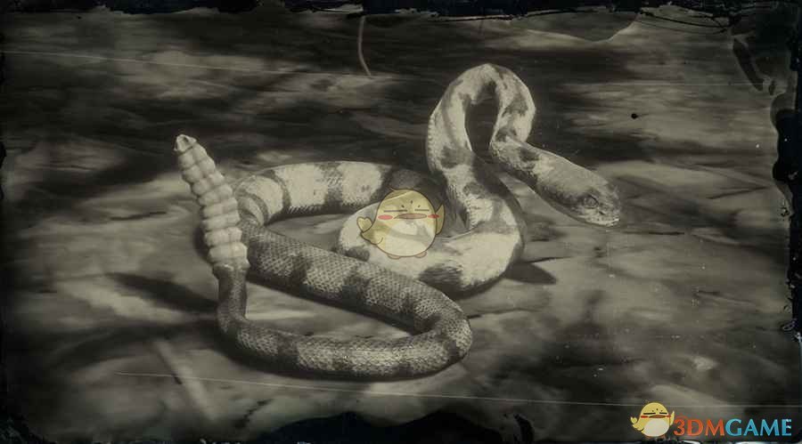 《荒野大镖客2》木纹响尾蛇图鉴一览