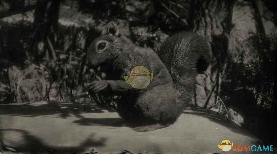 《荒野大镖客2》美国西部灰松鼠图鉴一览