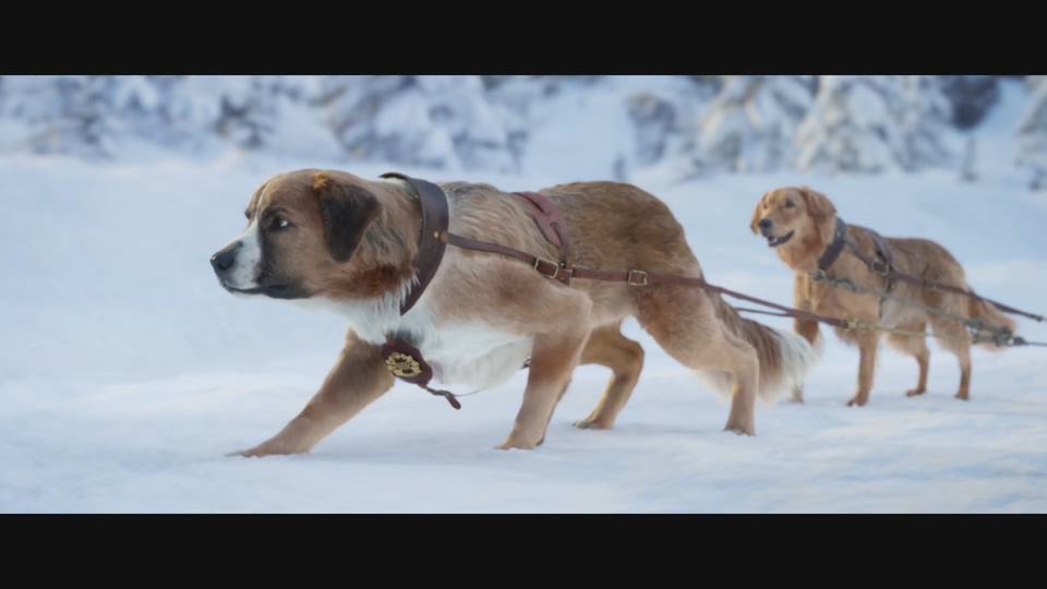 《家性的吸唤》新片断暴光 巴克的雪橇犬死涯